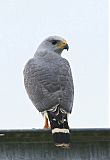 Gray Hawk